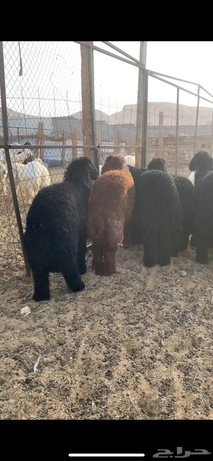 مواشي الغنم 0