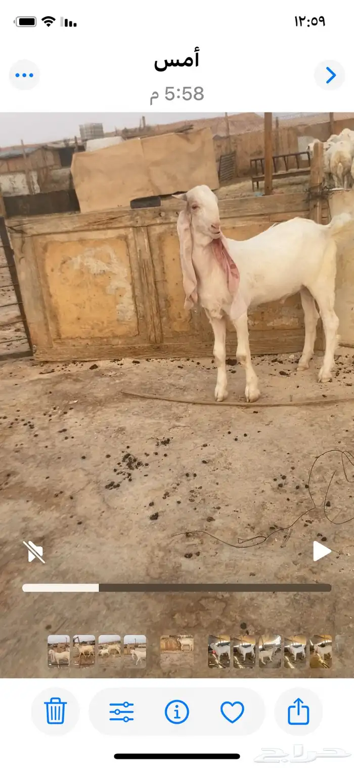 مشروع فحل هولندي صنف 0