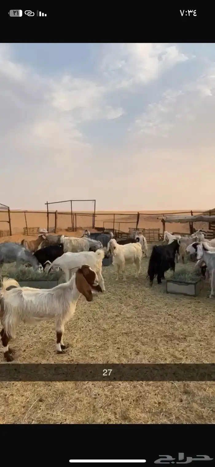 غنم ماعز للبيع 0