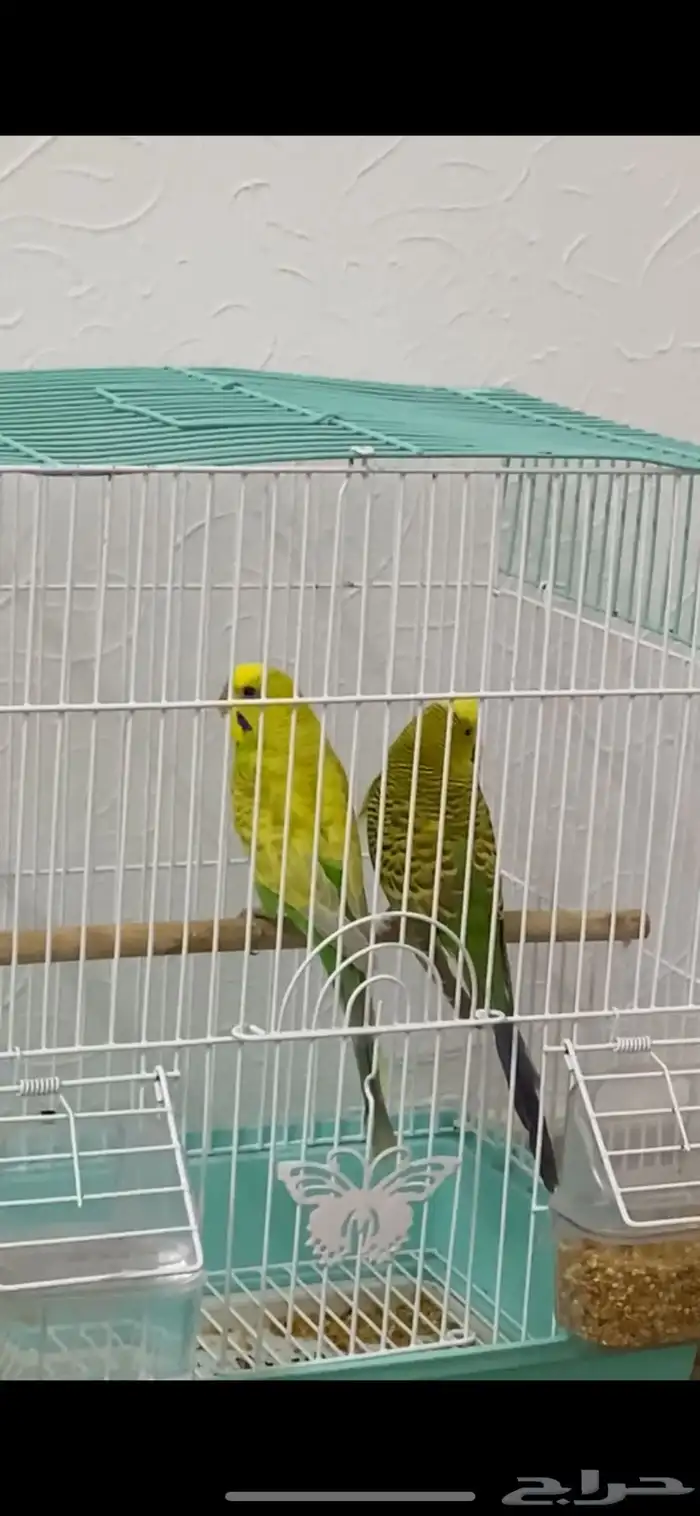 عصافير زينه جميعها ذكور 0
