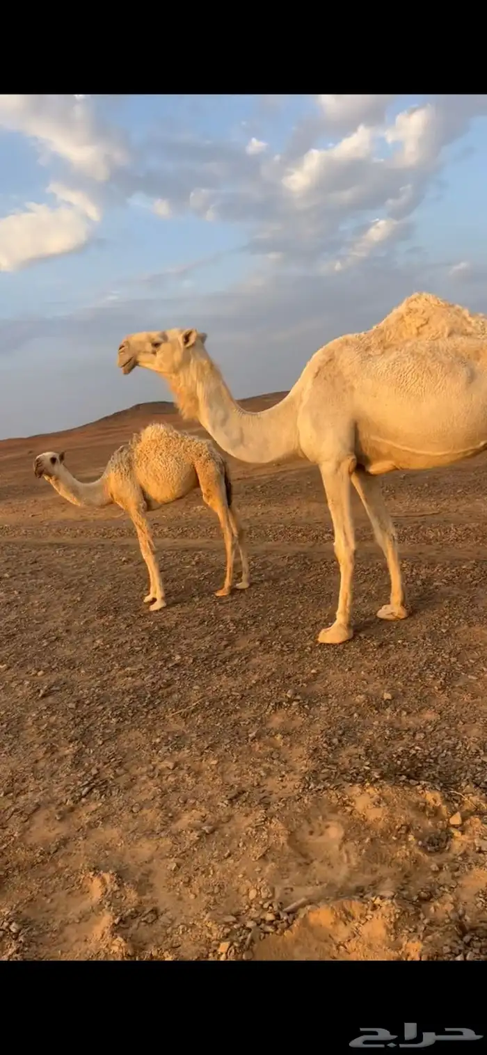 خلفه معها قعود السن شاق نابها الطبع على جميع الشروط 0