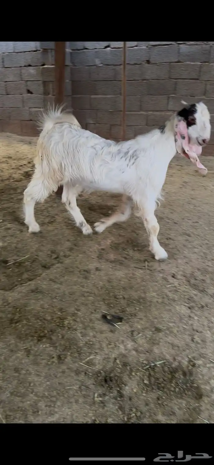 تيس جذع ذبيحه 0
