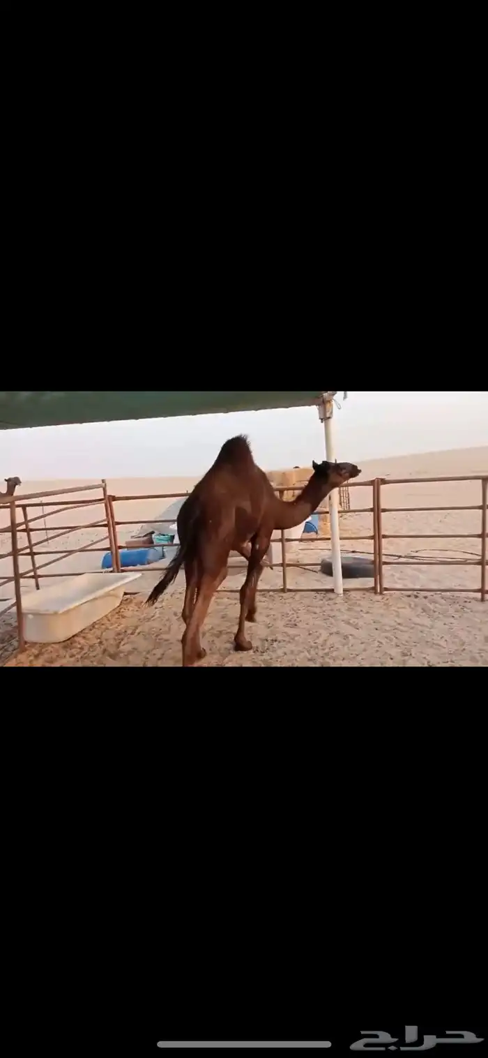 قعدان 0