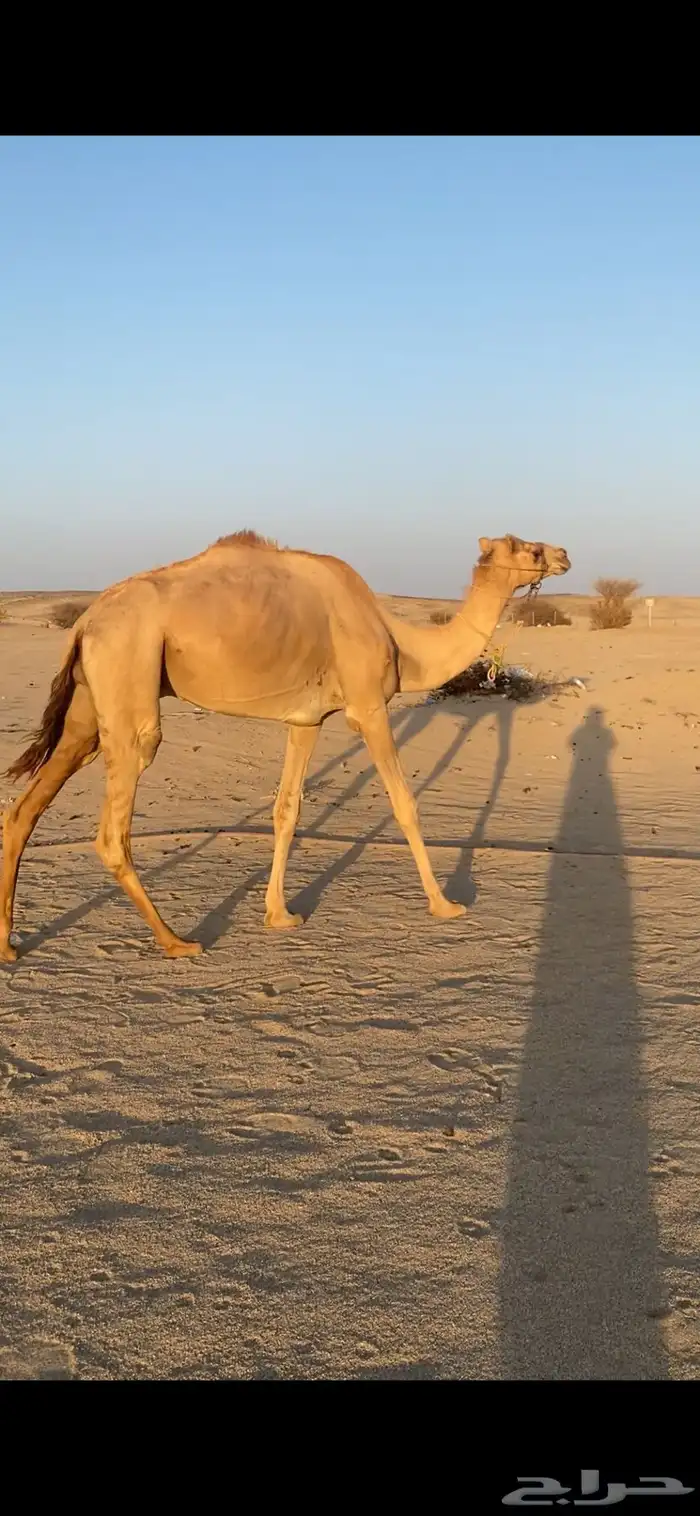 ركبي ثني على الشرط 0