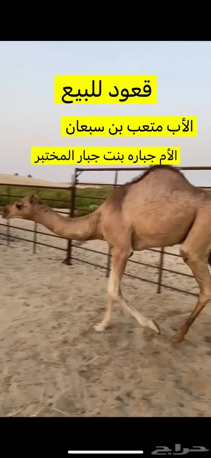 قعود سنه مفرود 0