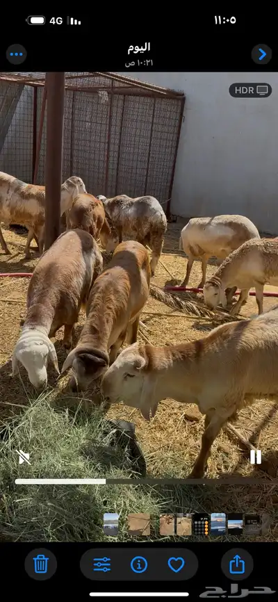 جذع سواكن مقفل شحم ولحم 0