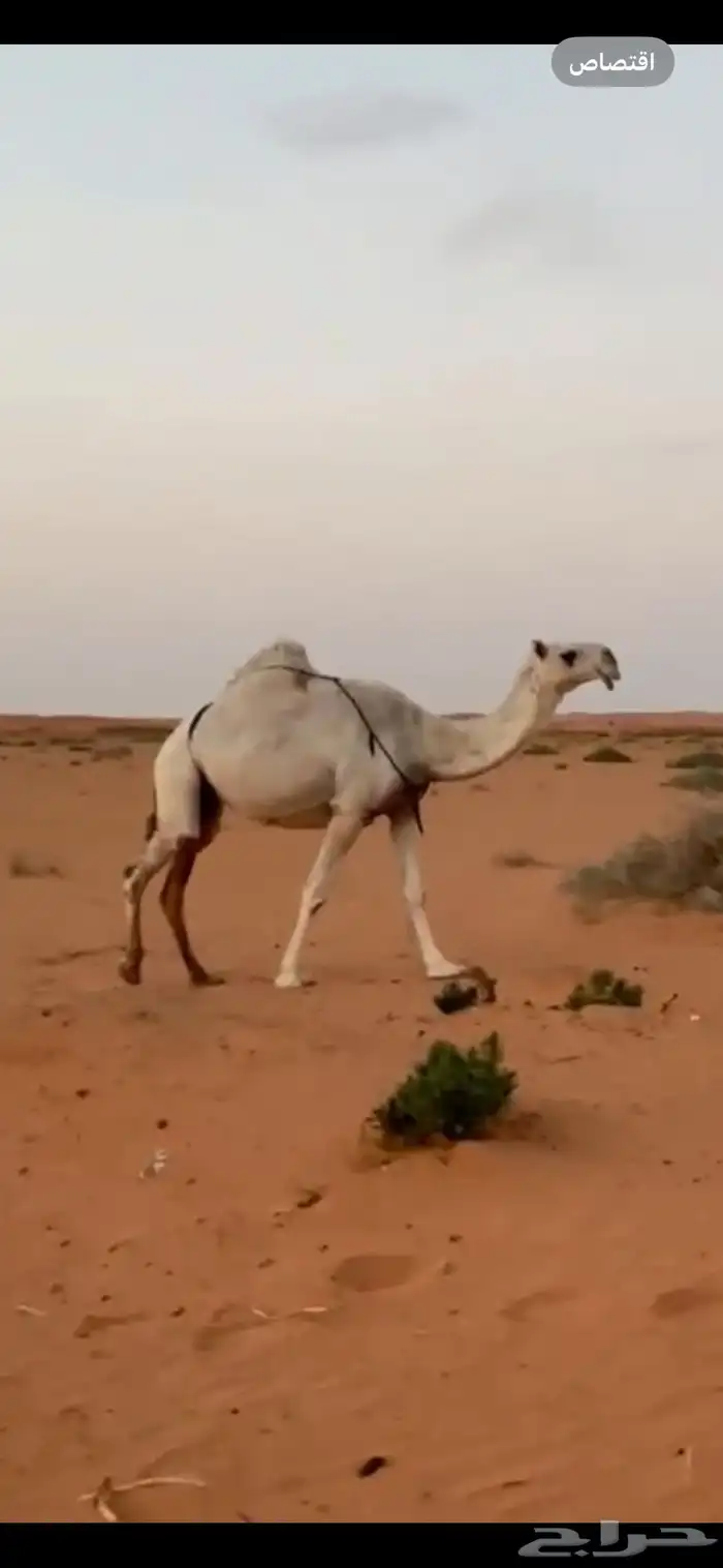 ناقه وضحى 0