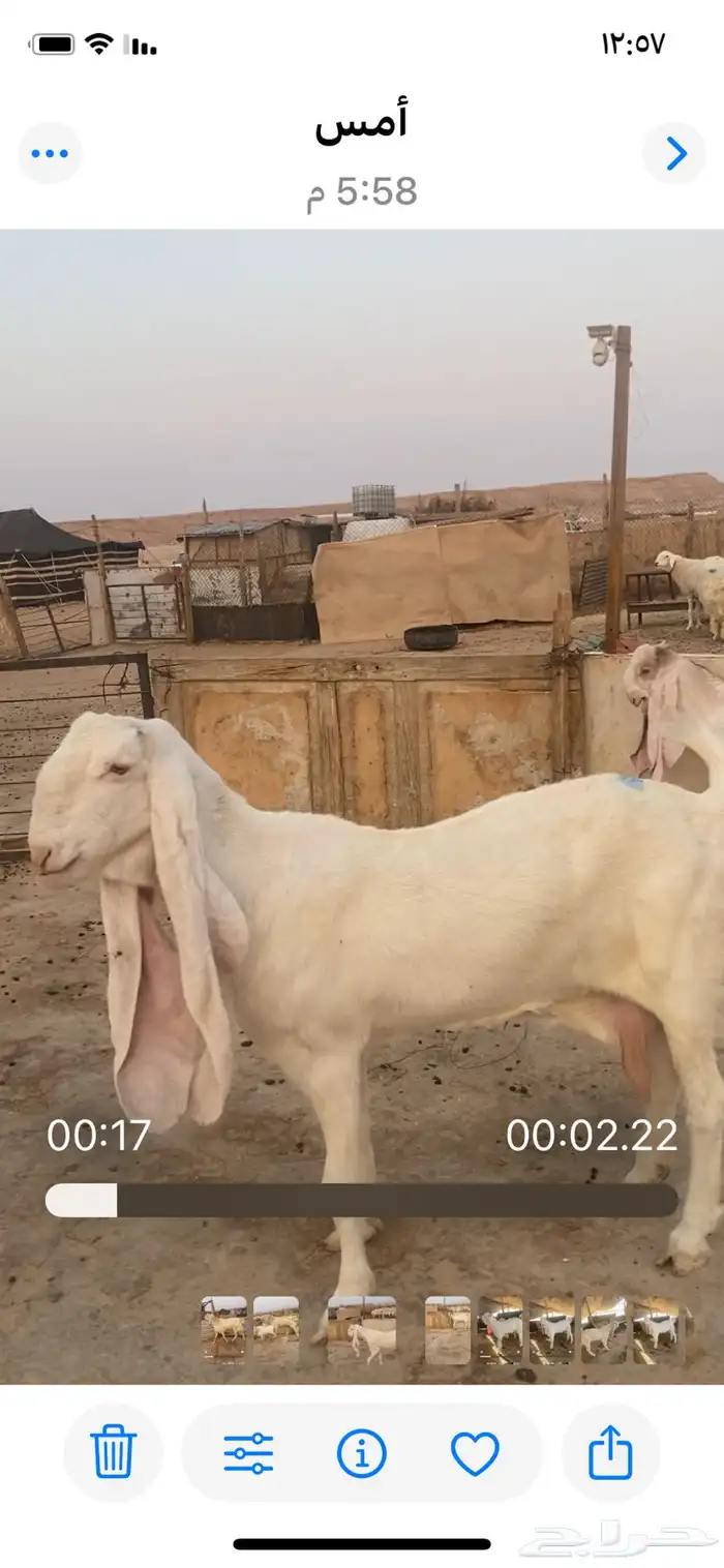 مشروع فحل هولندي صنف 1