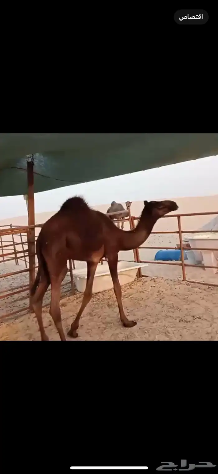 قعدان 1