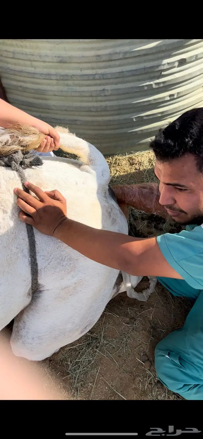 معشر للبيع 4
