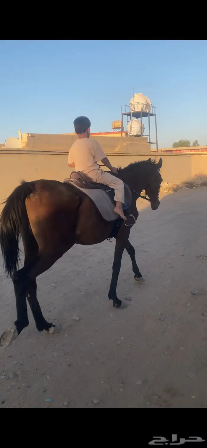 حصان شعبي 2