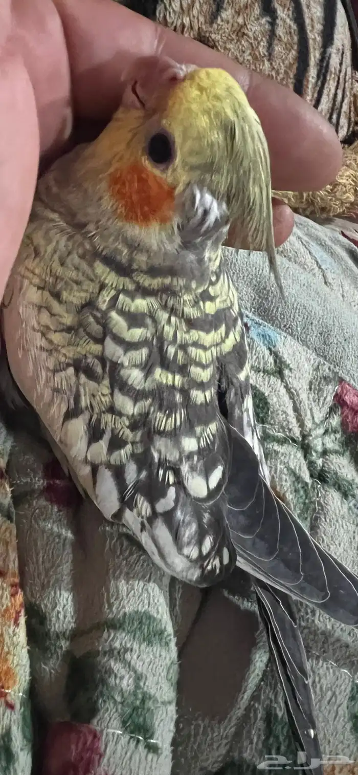 كروان تربيه 0