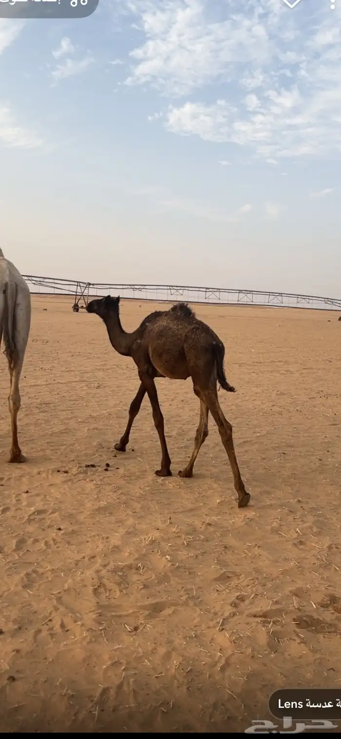بكره البيع عمره سبعه شهور 0