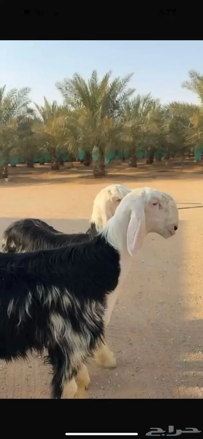 نجد 0