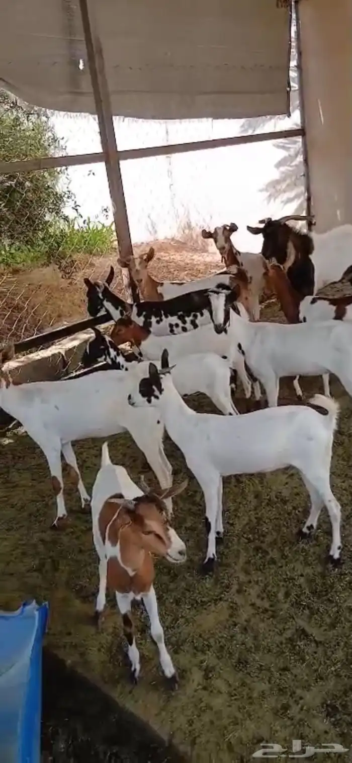 معزا جنوبيه فاخرة بفحلها مراح واحد 7