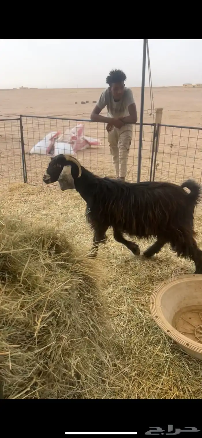 للبيع معزا دفيع 0