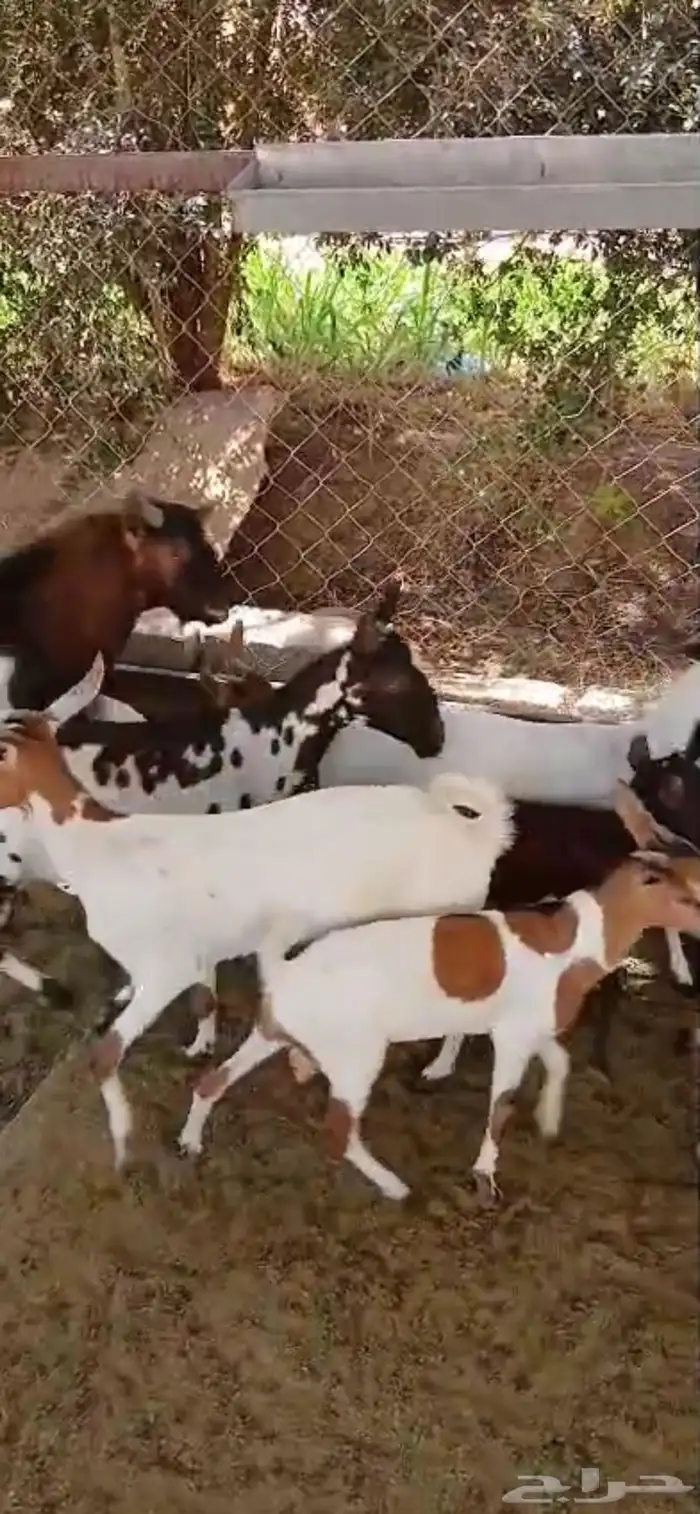 معزا جنوبيه فاخرة بفحلها مراح واحد 1