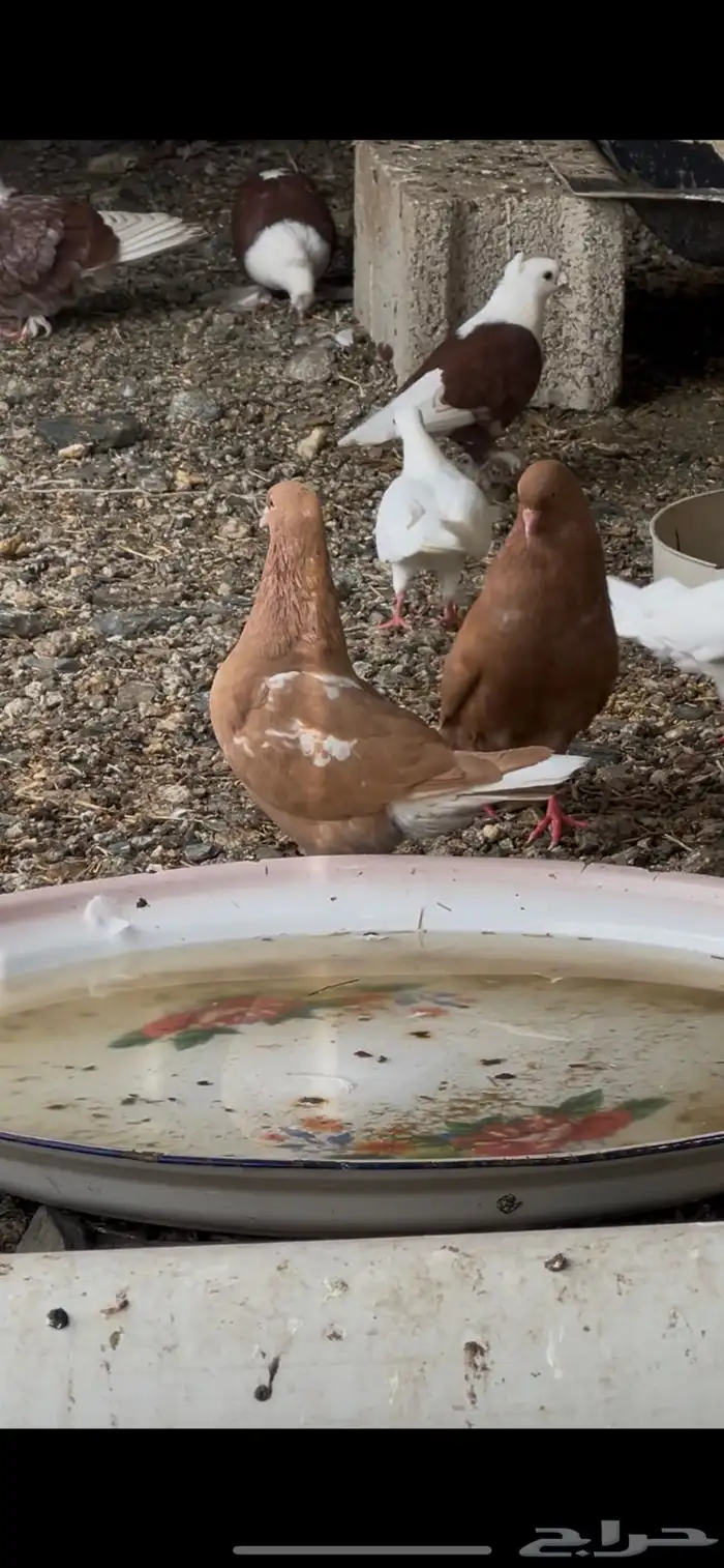 حمام إيراني 3
