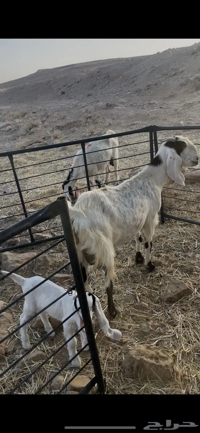 للبيع متابيع 1