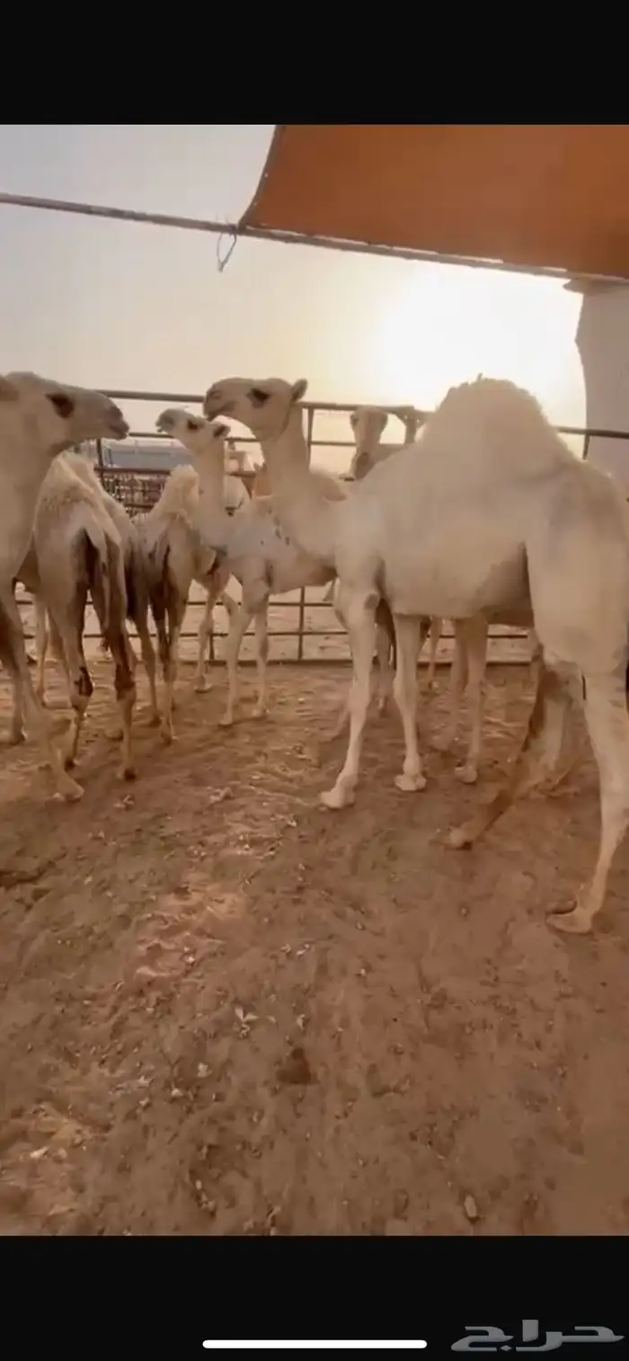 للبيع قعود العمر 8 شهور سمين جدا اللهم بارك 0