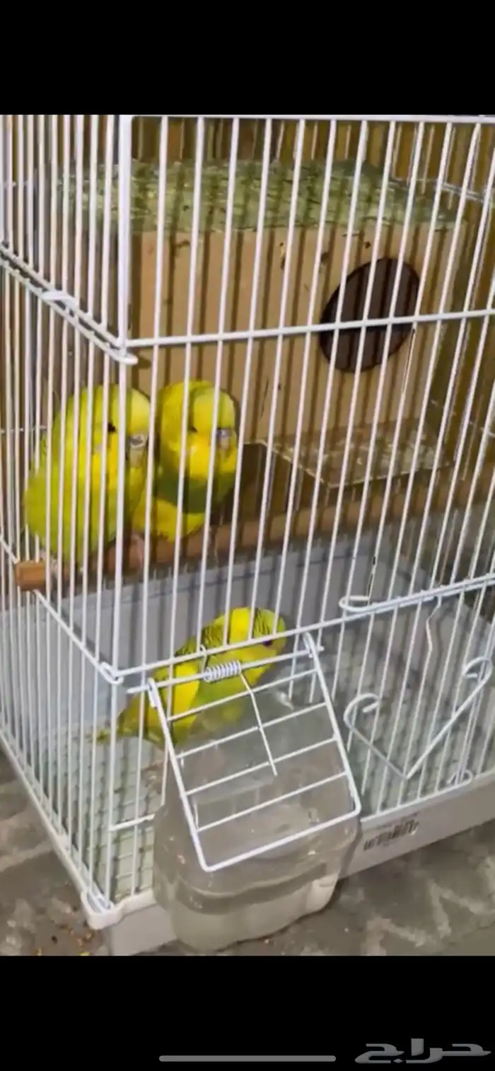 طيور الحب للبيع 2