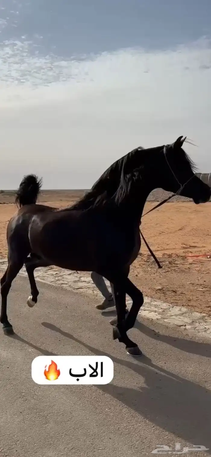 مهر مكس فاخر 1