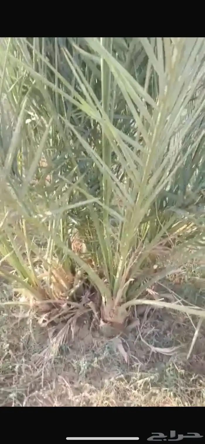 فسائل نخل عجوة ( نظيفة وسعر طيب )   الصلصلة السليم 4