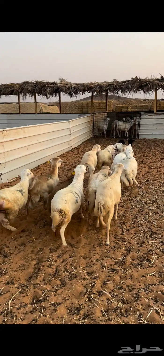 خرفان رفيد مرابي 0