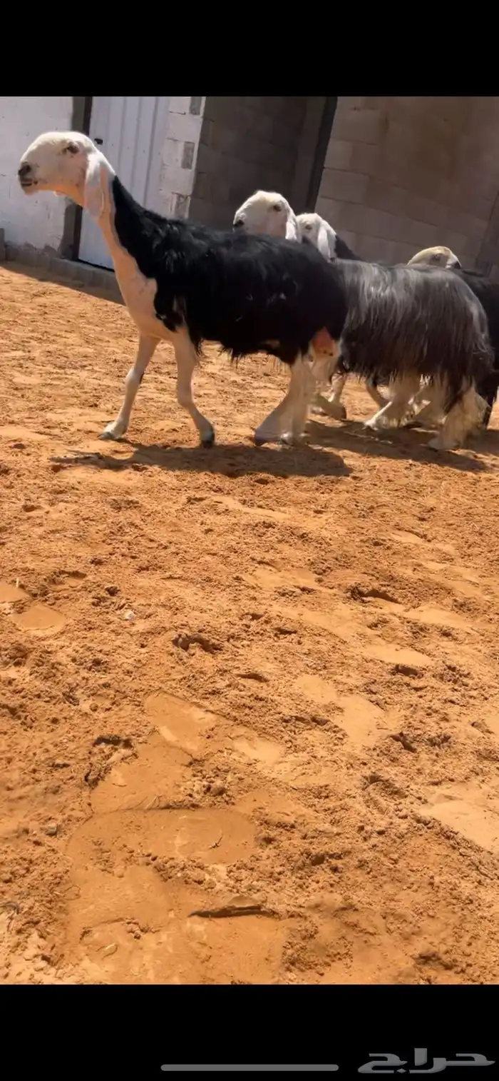 تم البيع 0
