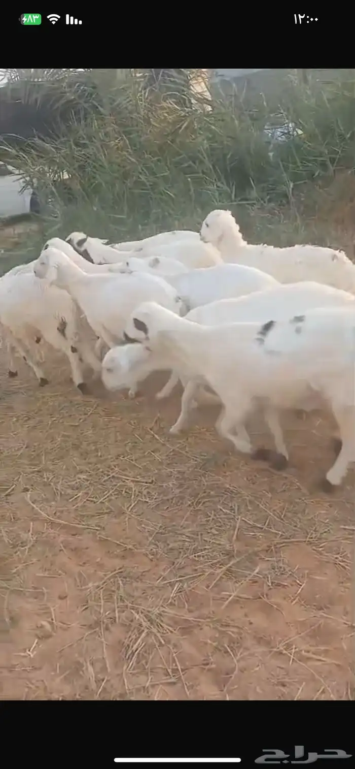 للبيع سواكن مرابي طيبه 0