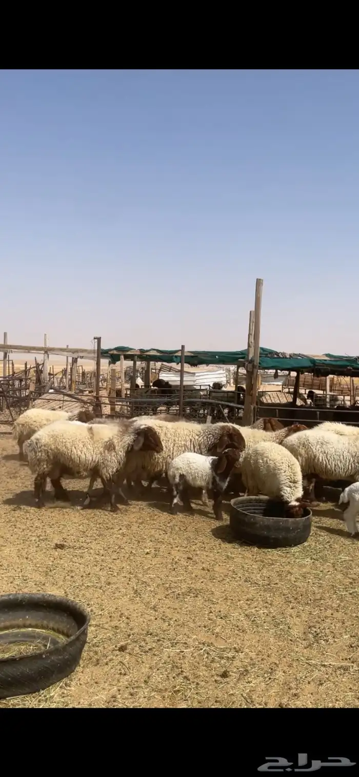 غنم نعيم رغايث 1