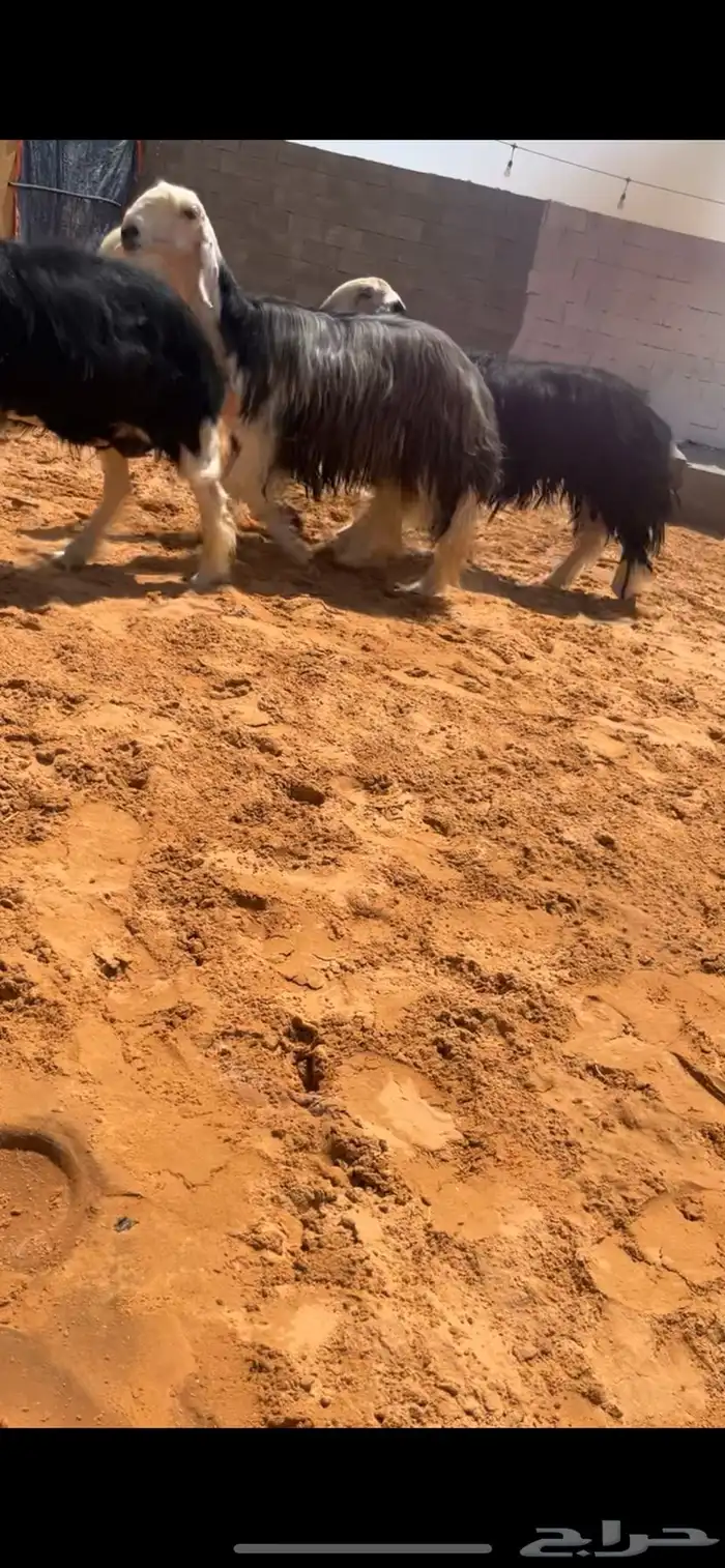 تم البيع 2