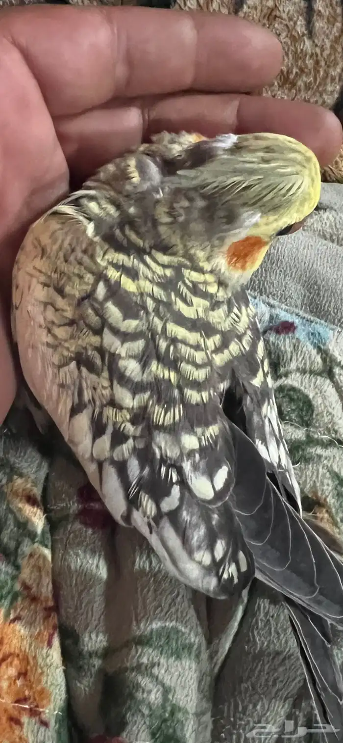 كروان تربيه 1