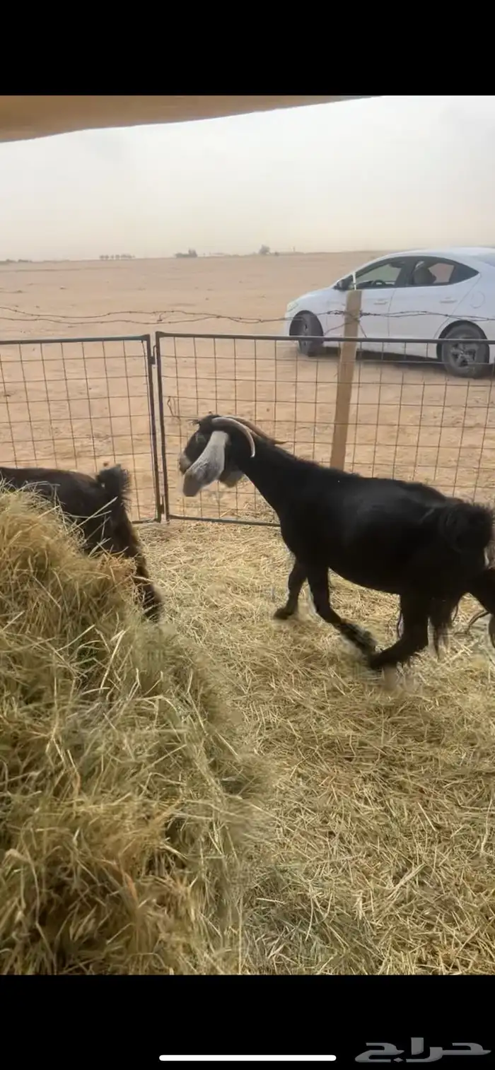 للبيع معزا دفيع 1