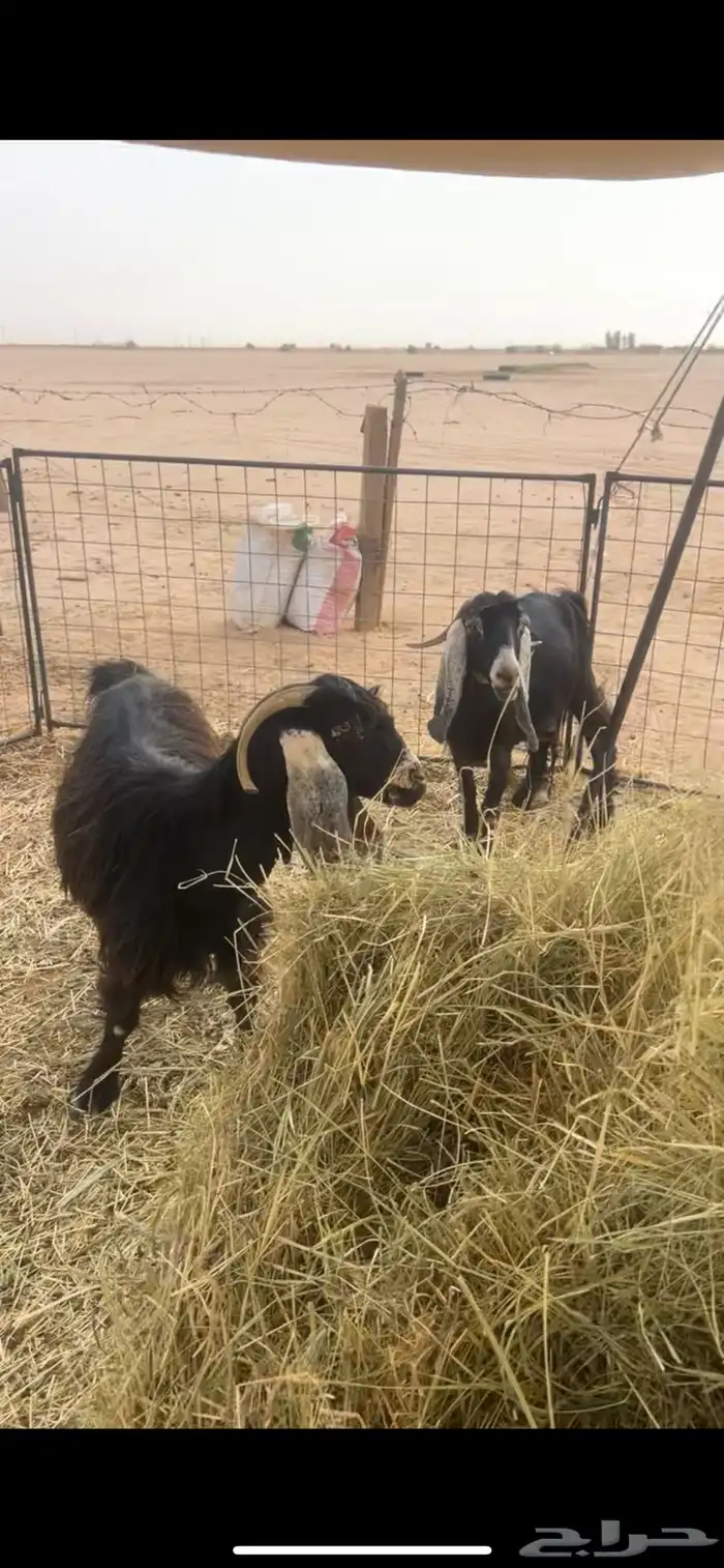 للبيع معزا دفيع 2