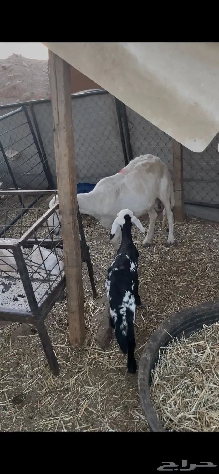 للبيع متابيع 4