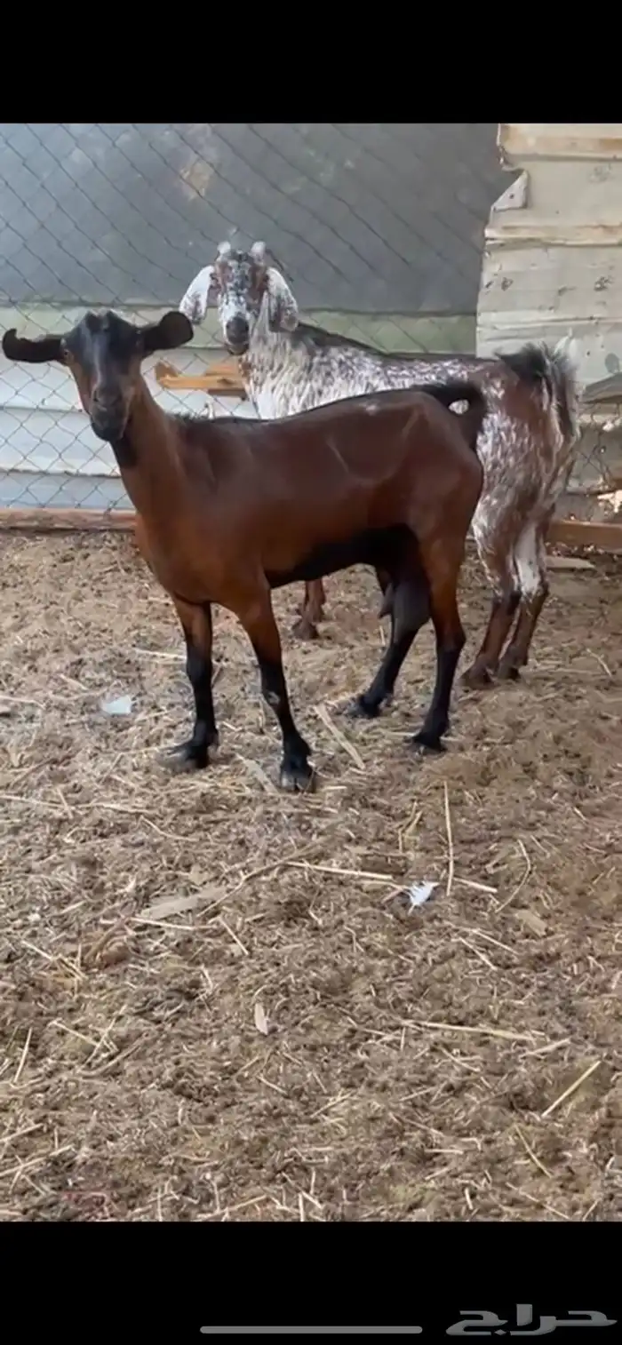 معزا محايليات 3