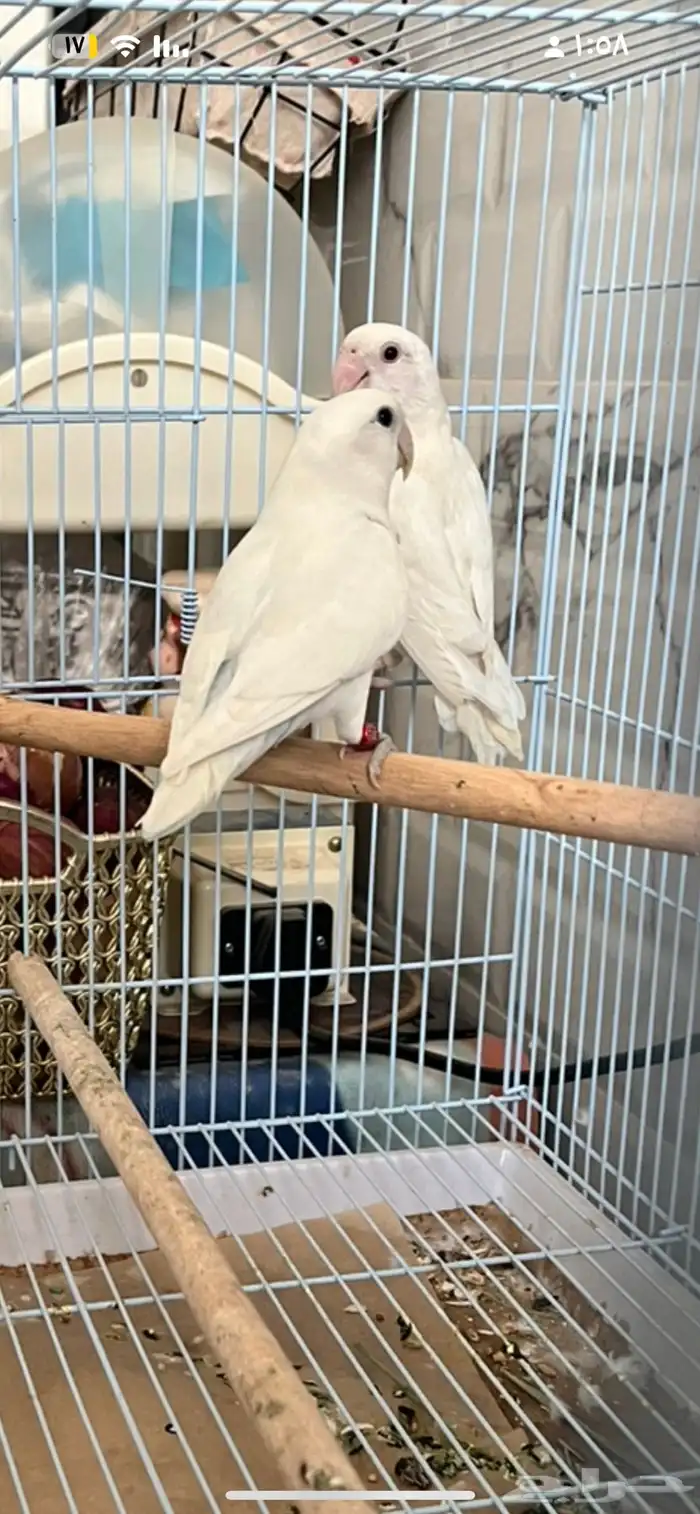 جوز روز 1
