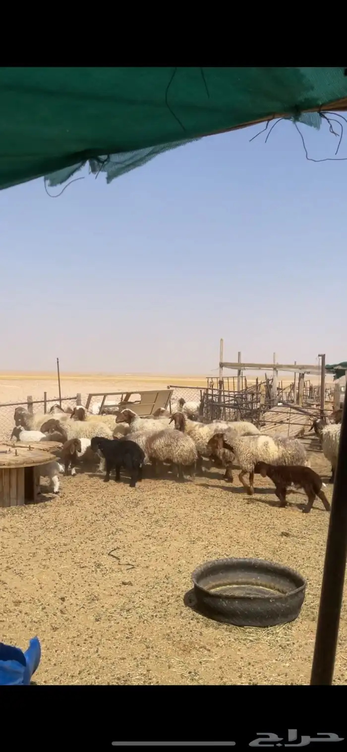 غنم نعيم رغايث 2
