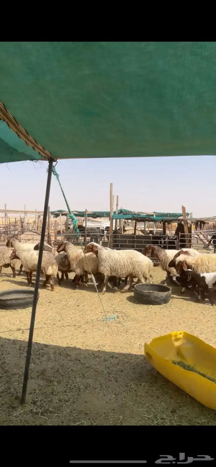 غنم نعيم رغايث 8