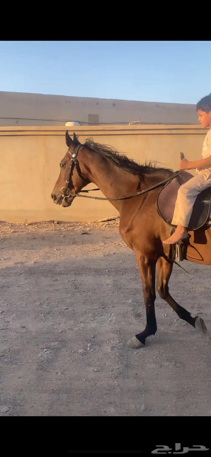 حصان شعبي 1