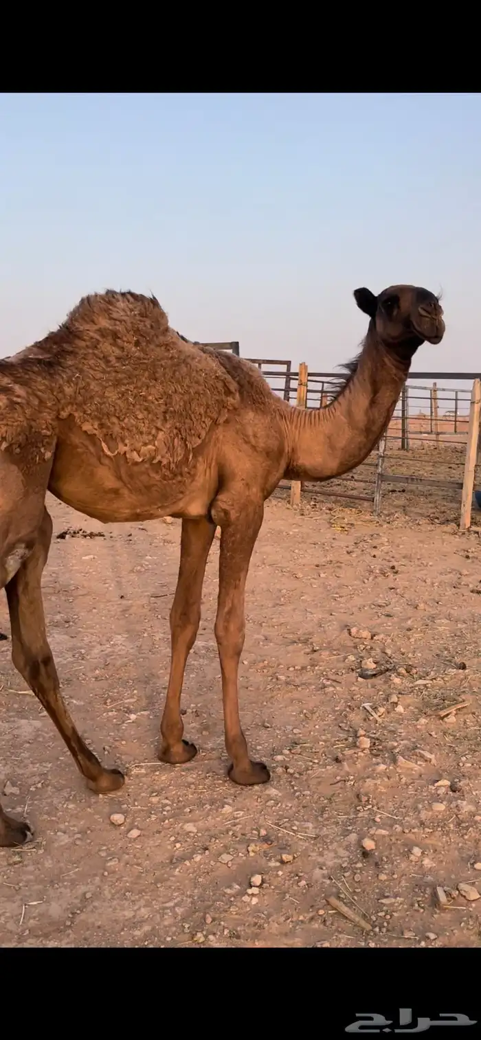 حواره باتليه 1