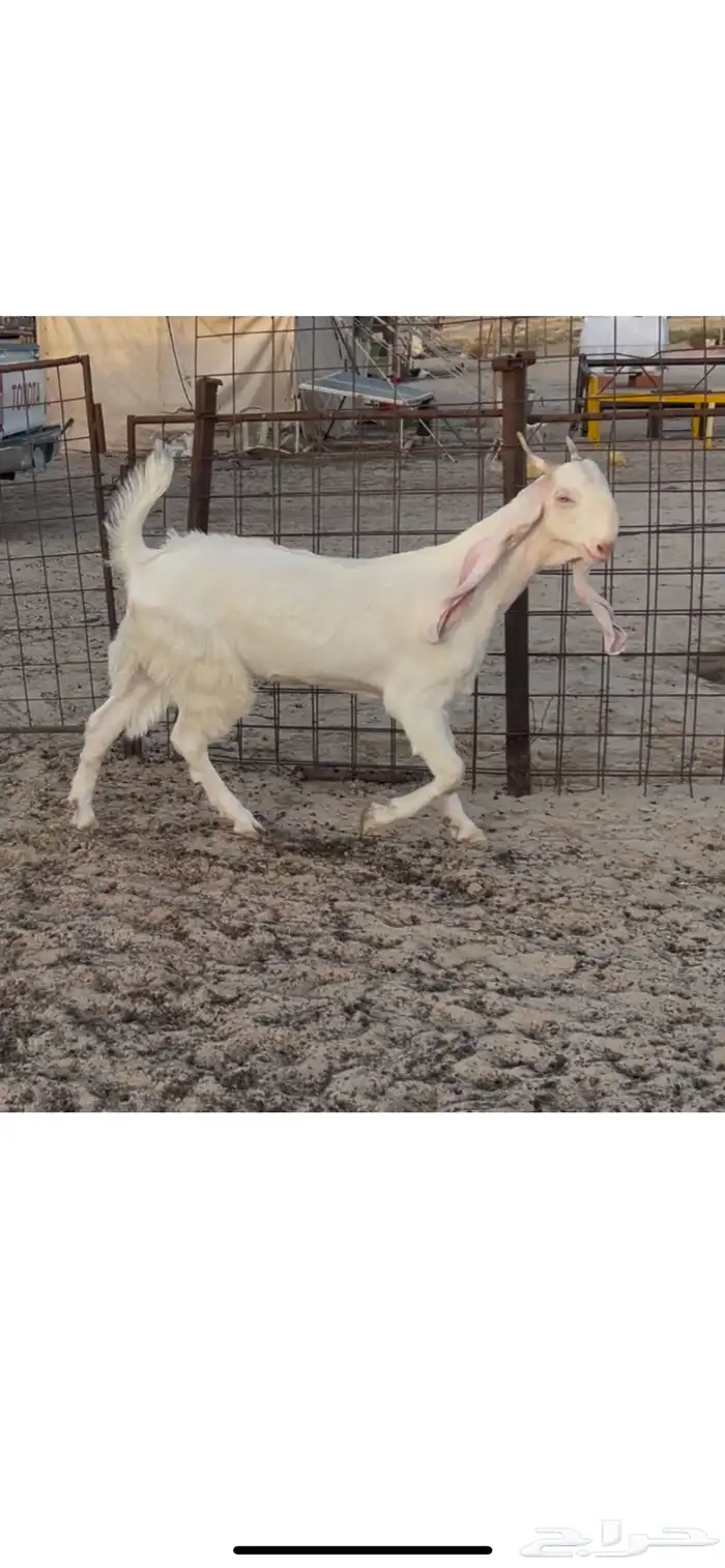جفره مطوره خصم الخصم 1