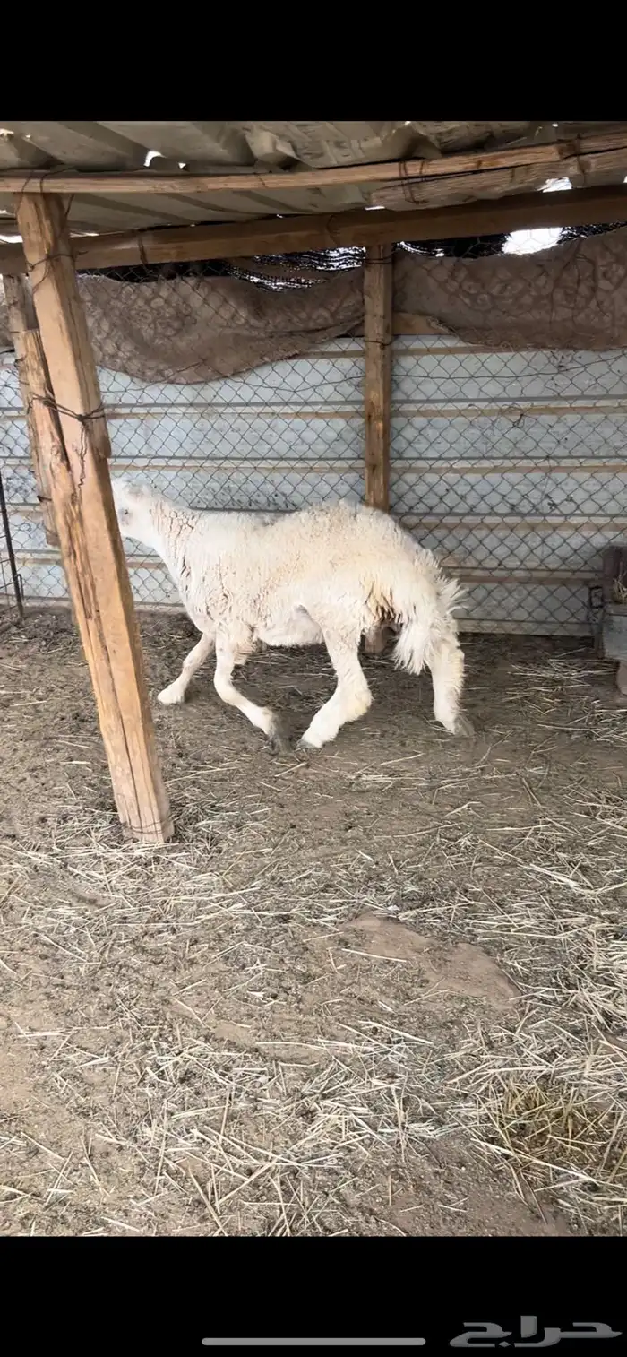 جذع حري 1