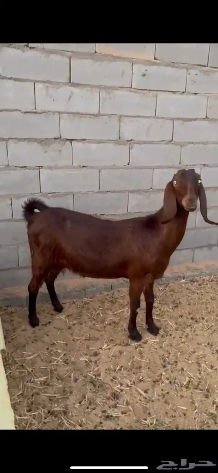 عنز مصريه 1