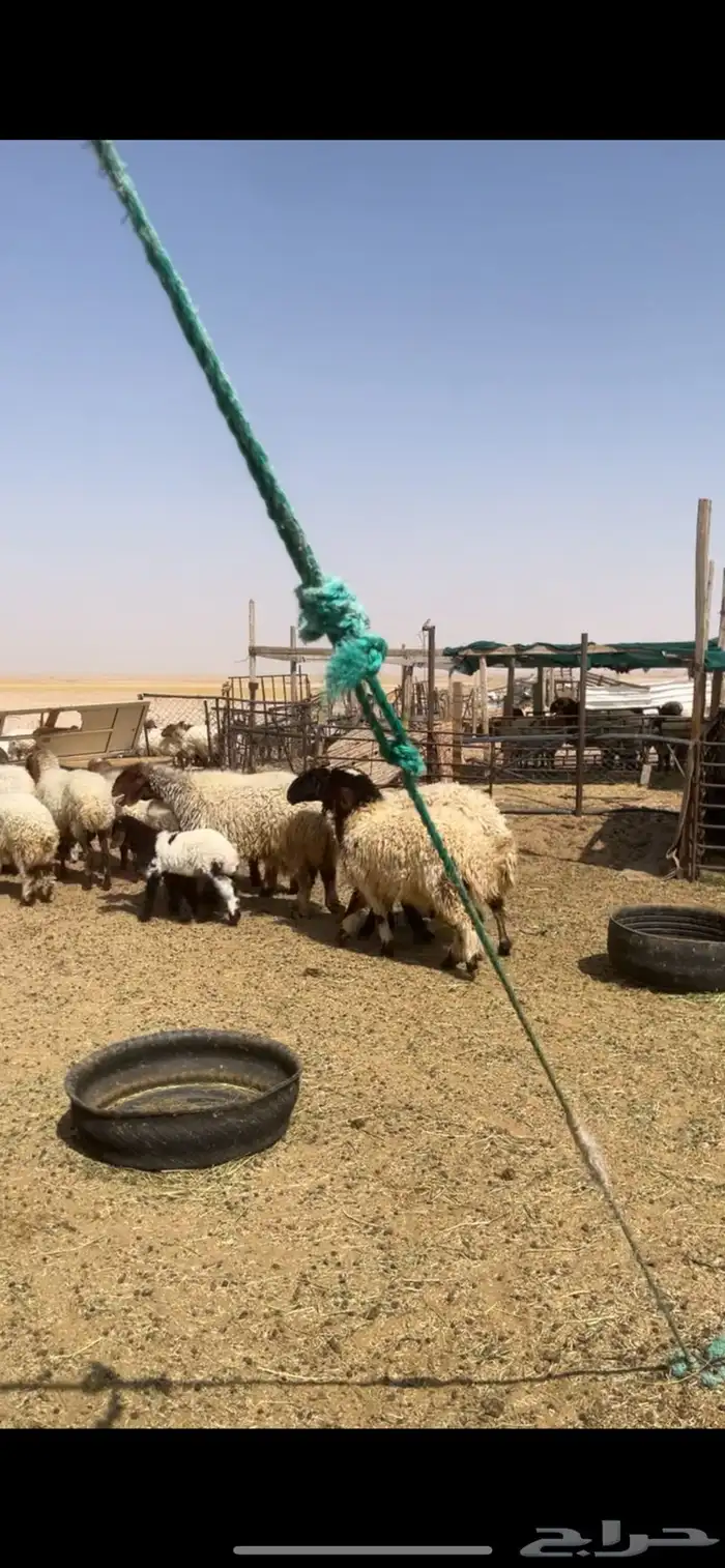 غنم نعيم رغايث 7