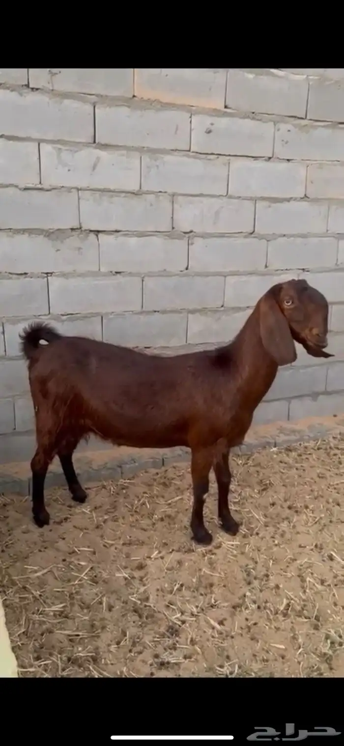 عنز مصريه 2