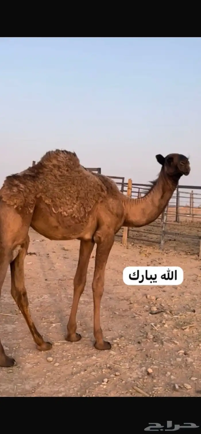 حواره باتليه 0