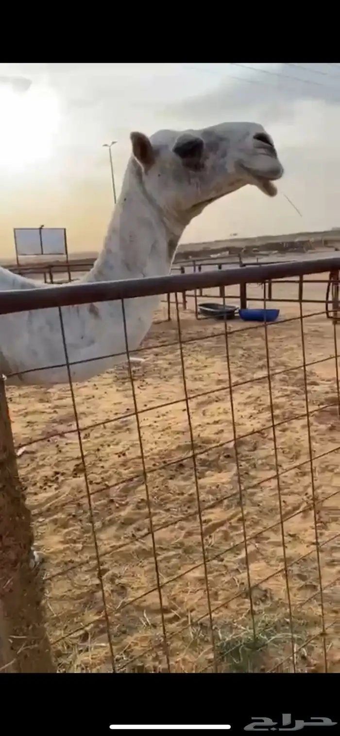 عشراء تحتها قعود سديس 1