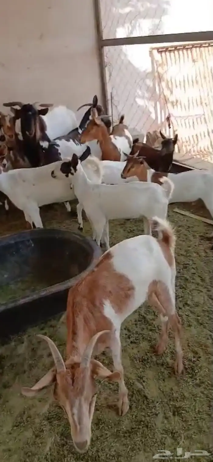 معزا جنوبيه فاخرة بفحلها مراح واحد 5
